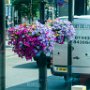 Scenes of London - amazing how in the heat that there was, the flowers still look amazing