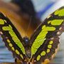 Butterfly World, 2/24/18