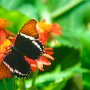 Butterfly World, 2/24/18