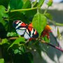 Butterfly World, 2/24/18