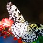 Butterfly World, 2/24/18