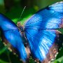 Butterfly World, 2/24/18