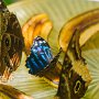 Butterfly World, 2/24/18