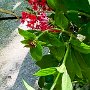 Butterfly World, 2/24/18