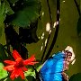 Butterfly World, 2/24/18