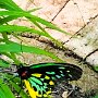Butterfly World, 2/24/18
