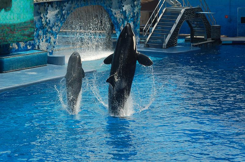 DSC_0203.JPG - Believe - The Killer Whale Show, Sea World, Orlando