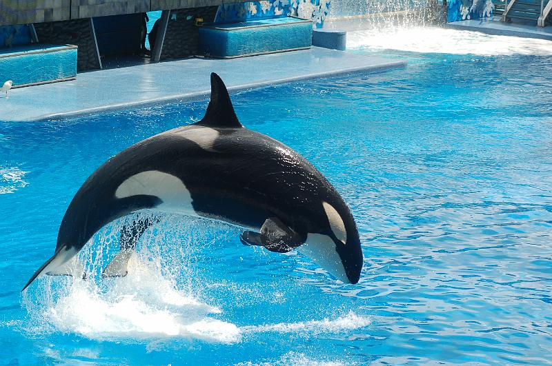 DSC_0217.JPG - Believe - The Killer Whale Show, Sea World, Orlando