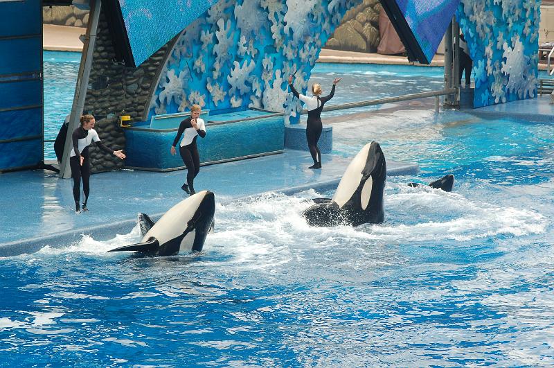 DSC_0236.JPG - Believe - The Killer Whale Show, Sea World, Orlando