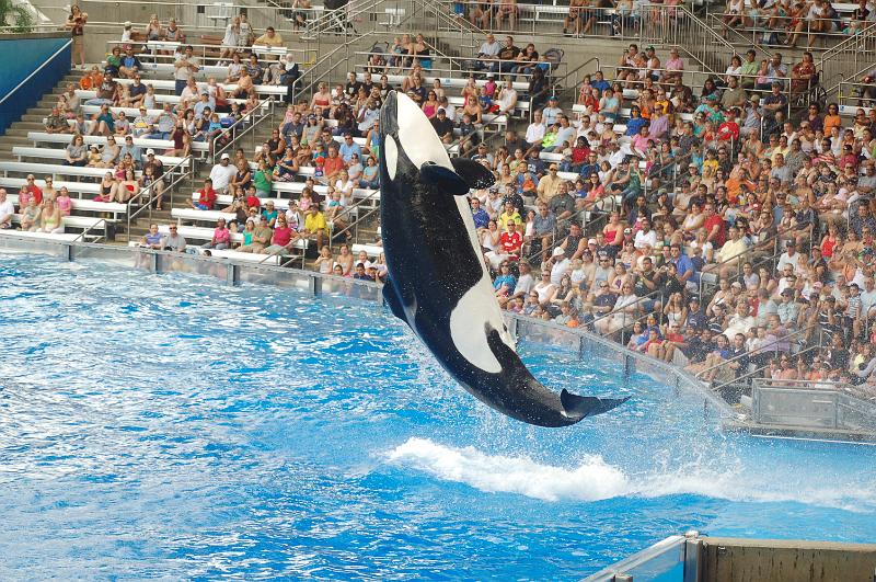 DSC_0237.JPG - Believe - The Killer Whale Show, Sea World, Orlando
