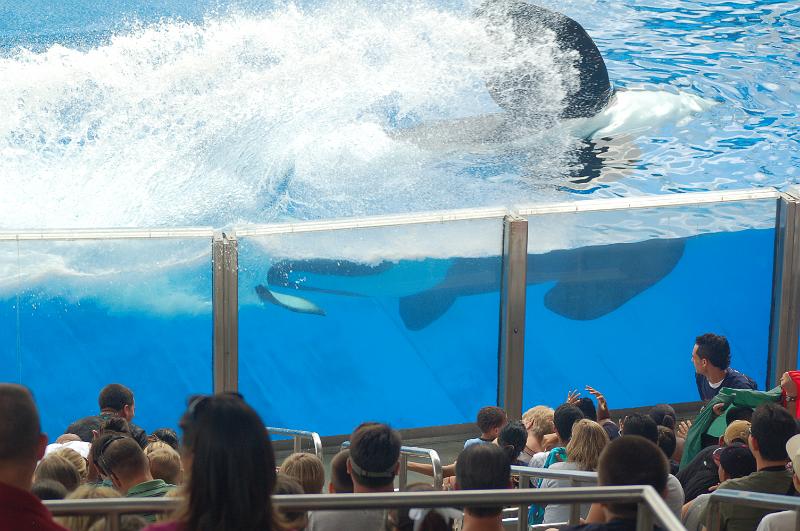 DSC_0280.JPG - Believe - The Killer Whale Show, Sea World, Orlando - Octavious and Deb about to get drenched by a "whale tail" of water