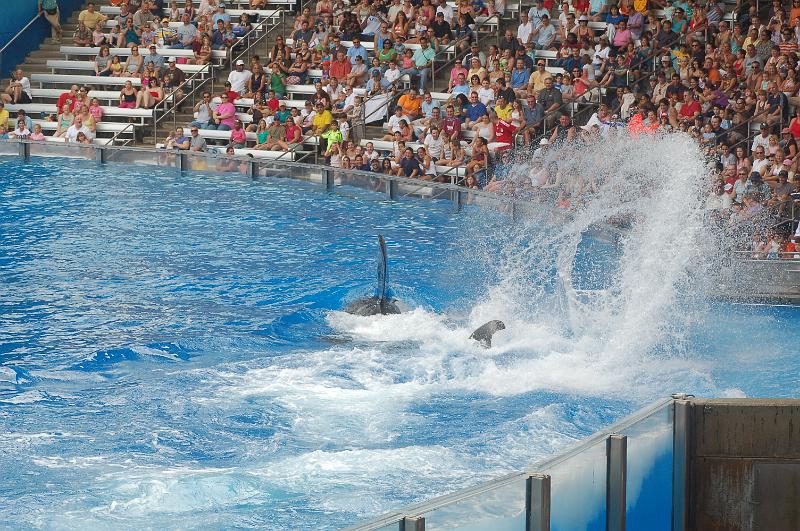 DSC_0283.JPG - Believe - The Killer Whale Show, Sea World, Orlando - Another "whale tale" of water heading for the crowds
