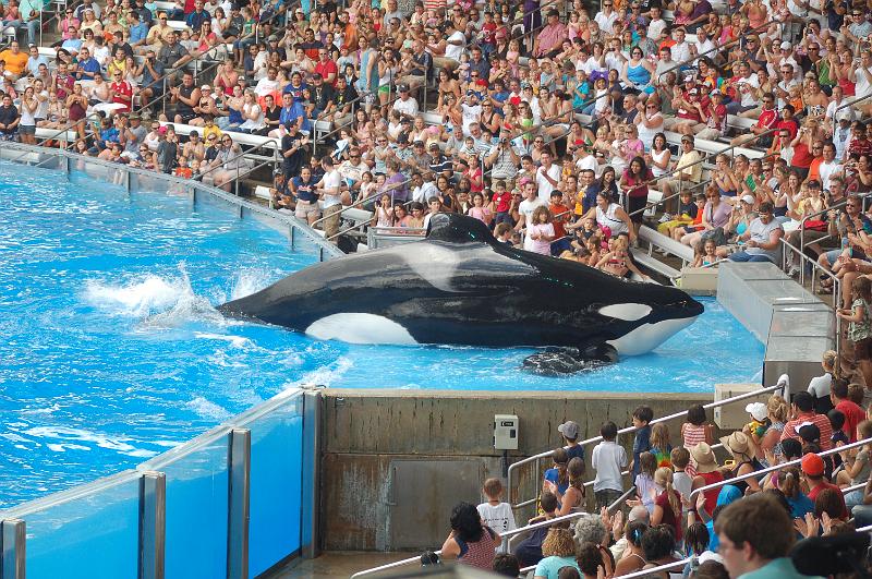 DSC_0290.JPG - Believe - The Killer Whale Show, Sea World, Orlando