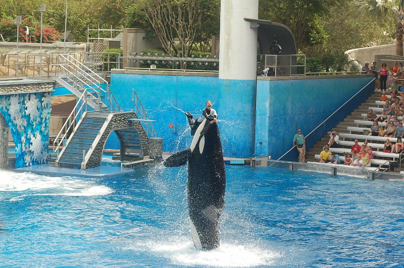 DSC_0308.JPG - Believe - The Killer Whale Show, Sea World, Orlando