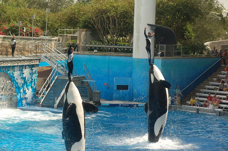 DSC_0316.JPG - Believe - The Killer Whale Show, Sea World, Orlando