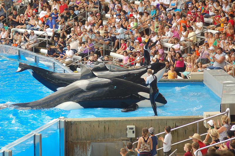 DSC_0320.JPG - Believe - The Killer Whale Show, Sea World, Orlando