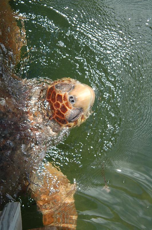 DSC_8900.JPG - Florida Keys - This huge turtle swims through the canal in the resort all the time