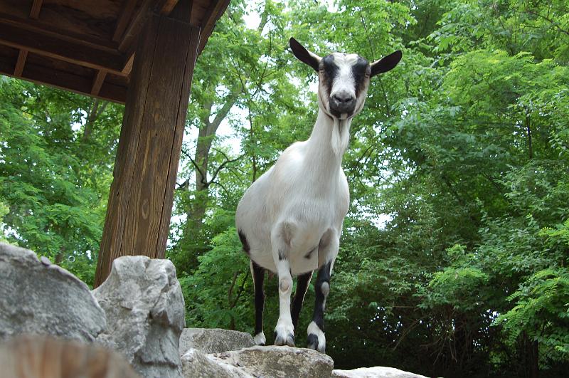 DSC_6376.JPG - Goat in the Childrens Zoo, St Louis Zoo - my first attempts at a hip shot.