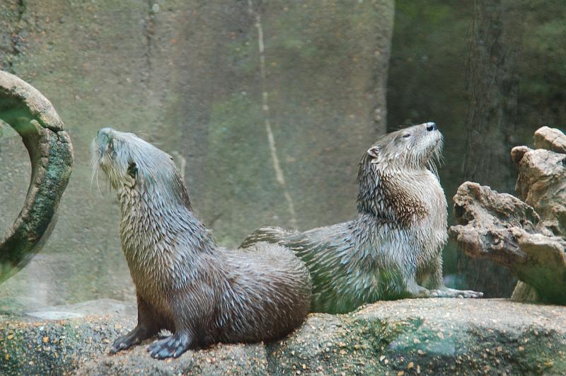 DSC_6385.JPG - Otters basking in the sun at the St Louis Zoo