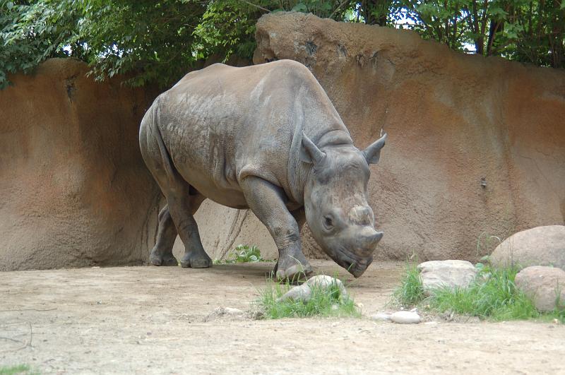DSC_6414.JPG - Rhino at the St Louis Zoo