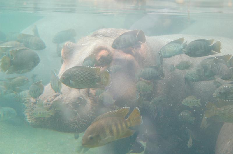 DSC_6422.JPG - Underwater hippo at the St Louis Zoo