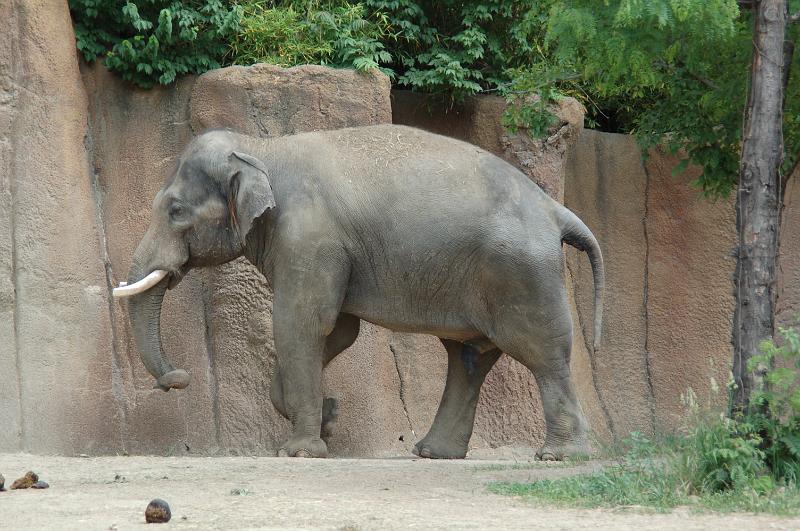 DSC_6431.JPG - Elephant at the St Louis Zoo