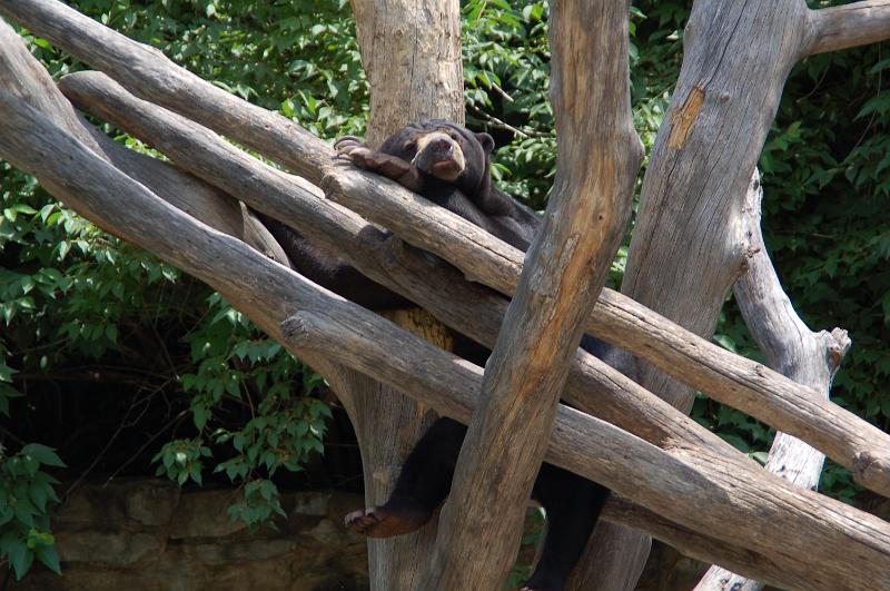 DSC_6438.JPG - Sleepinmg bear at the St Louis Zoo
