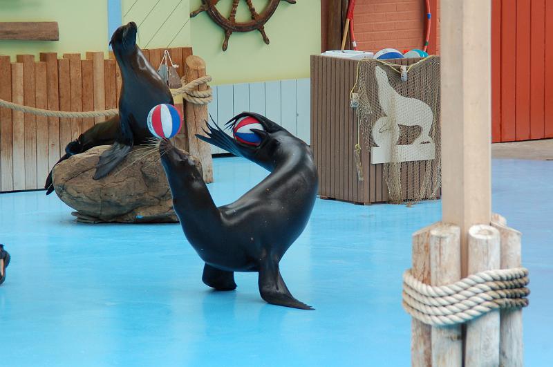 DSC_6455.JPG - Sea lion show at the St Louis Zoo