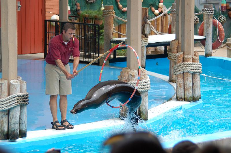 DSC_6470.JPG - Sea lions show at the St Louis Zoo