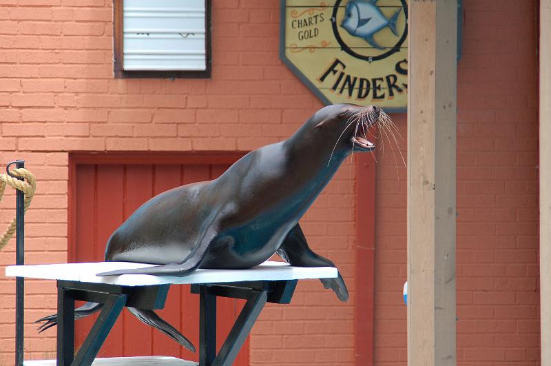 DSC_6474.JPG - Sea lion show at the St Louis Zoo
