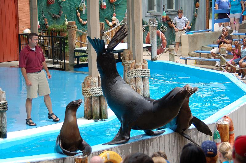 DSC_6483.JPG - Sea lion show at the St Louis Zoo
