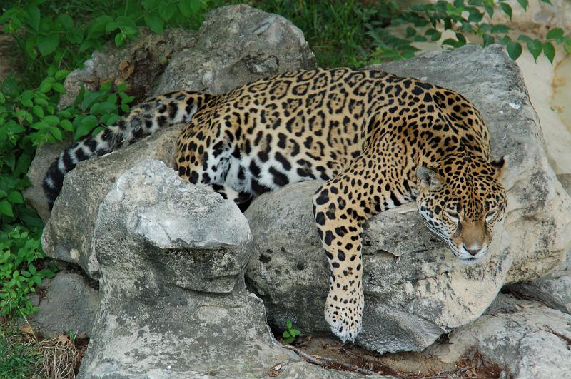 DSC_6495.JPG - Sleeping leopard at the St Louis Zoo