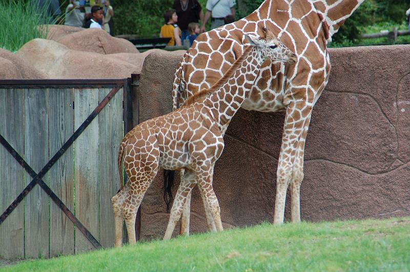 DSC_6510.JPG - Baby giraffe with mother at the St Louis Zoo