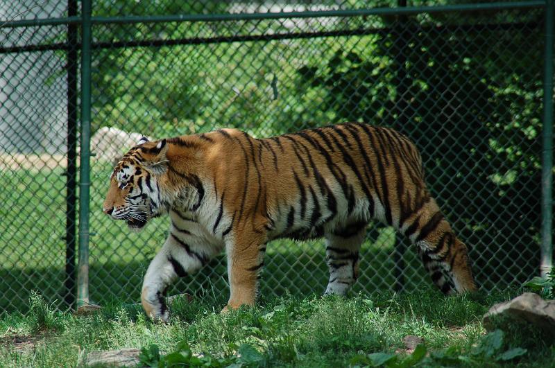 DSC_6542.JPG - Tiger at the St Louis Zoo