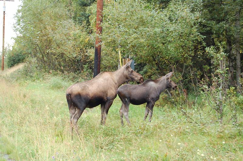 09.JPG - Moose walking right next to the road, Anchorage, Alaka