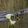 Alligator time