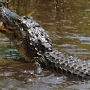 Sequence of shots of a female alligator catching and eating a cat fish