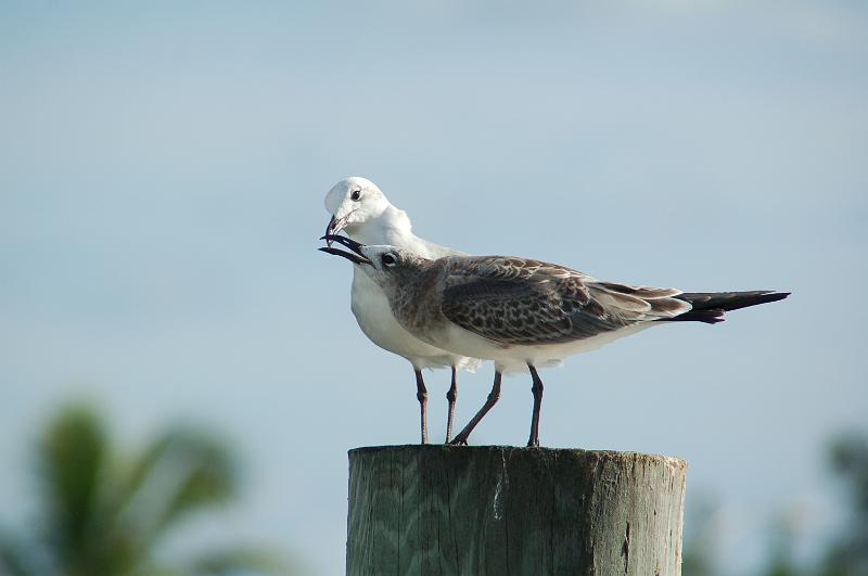 DSC_8975.JPG - The Keys Experience  - The gulls are romancing