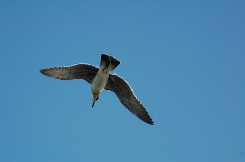 DSC_9041.JPG - The Keys Experience  - A different gull view