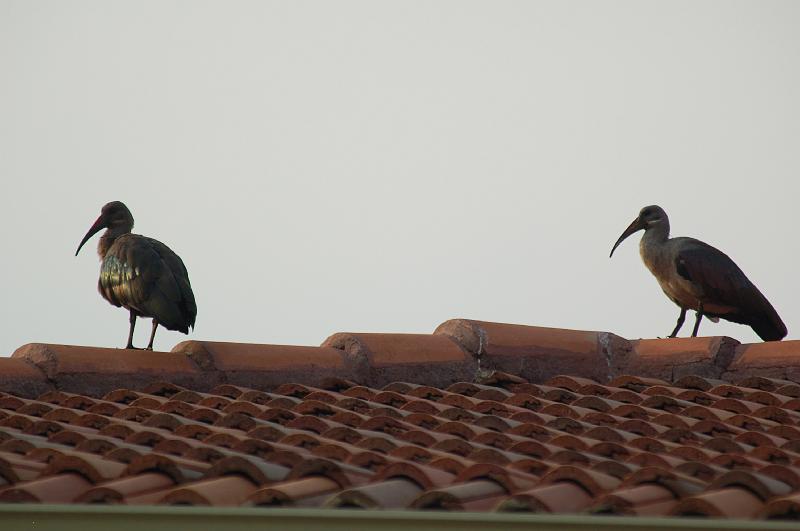 DSC_3207.JPG - Hadeda's on the roof