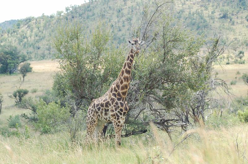 DSC_3262.JPG - Giraffe at Pilanesburg National Park