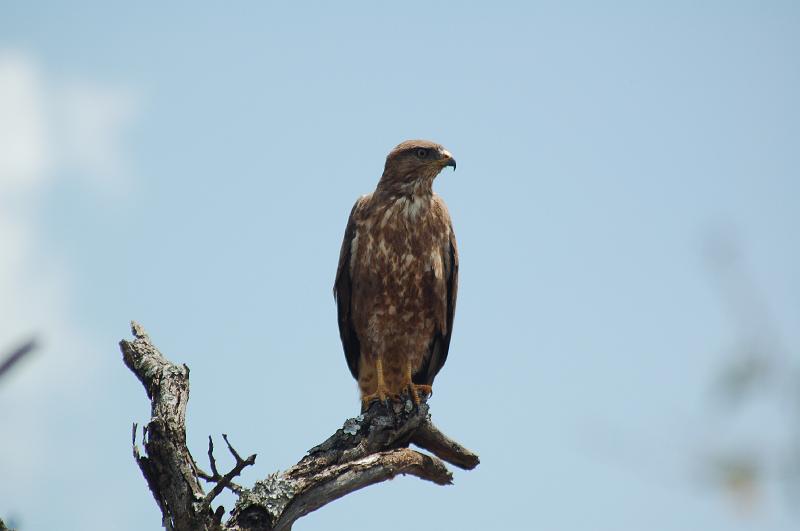 DSC_3273.JPG - Hawk at Pilanesburg National Park