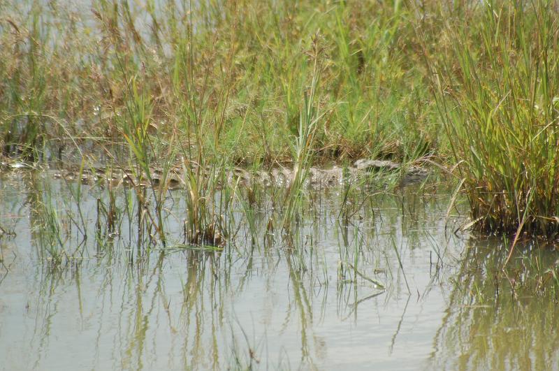 DSC_3282.JPG - Crocodile at Pilanesburg National Park