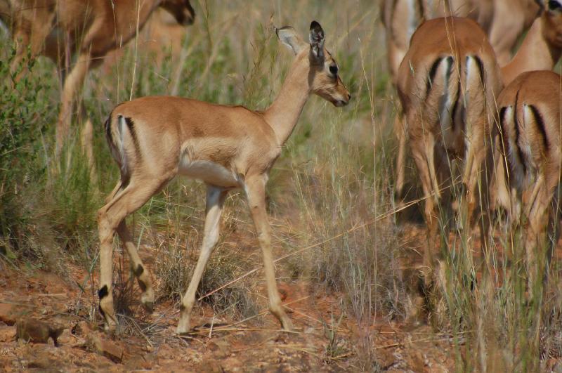 DSC_3334.JPG - Impala baby at Pilanesburg National Park