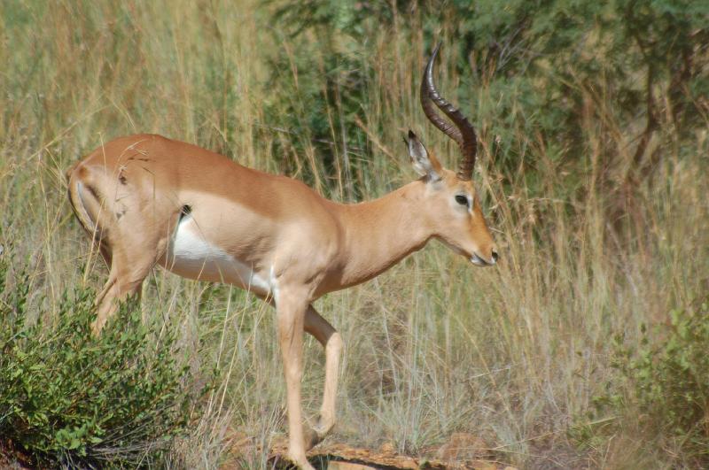DSC_3336.JPG - Impala male at Pilanesburg National Park