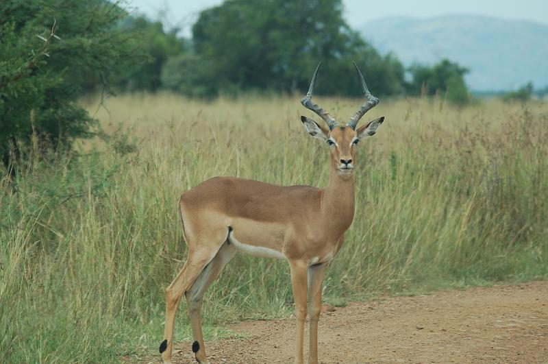 DSC_3377.JPG - Impala at Pilanesburg National Park
