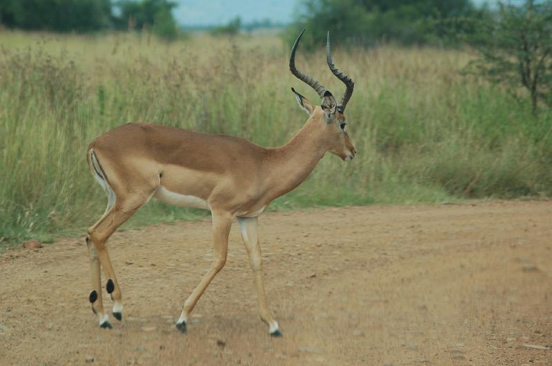 DSC_3378.JPG - Impala at Pilanesburg National Park