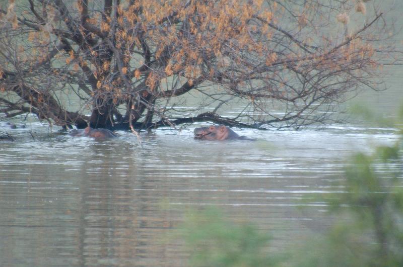 DSC_3405.JPG - Hippos at play at Pilanesburg National Park