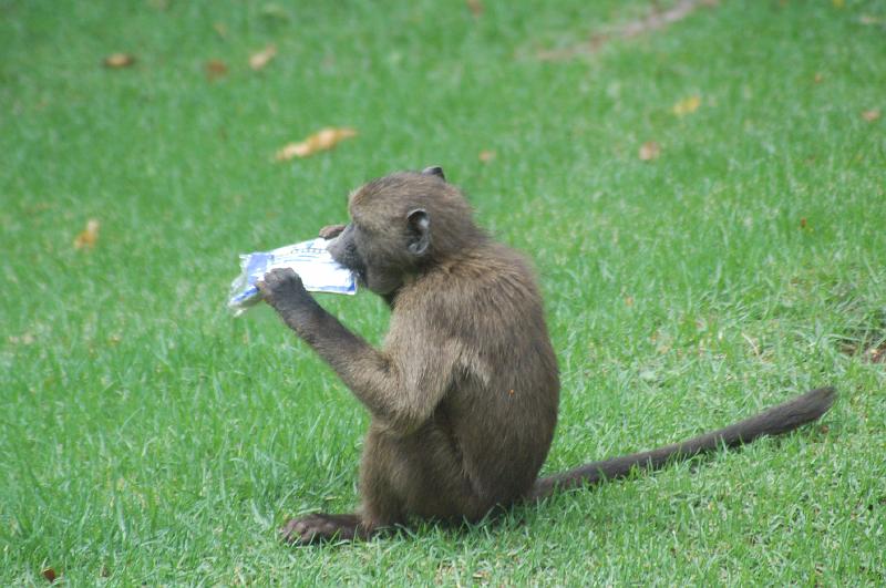 DSC_3483.JPG - Babboons have found an open window in the Vacation Club complex at Sun City