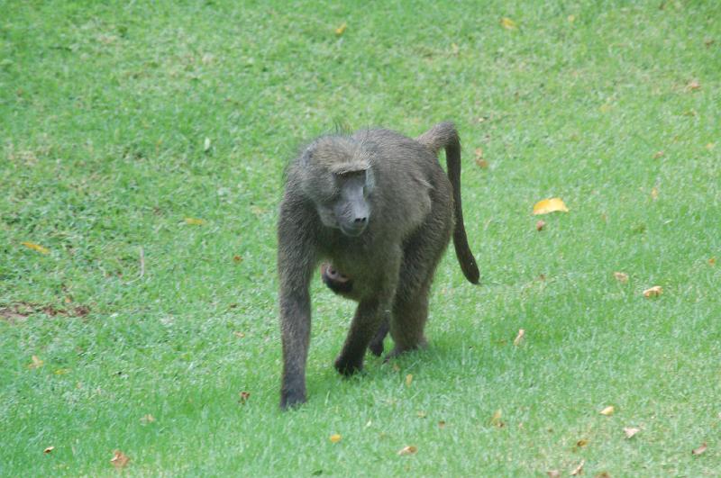 DSC_3488.JPG - Babboons in the Vacation Club complex at Sun City